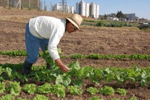 AGRICULTURA