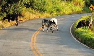 animal na pista