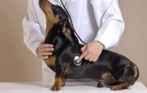 veterinario