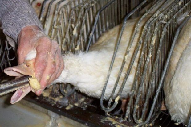 A alimentação forçada do ganso faz com que o seu fígado, usado no Foie Gras, cresça até 20 vezes mais