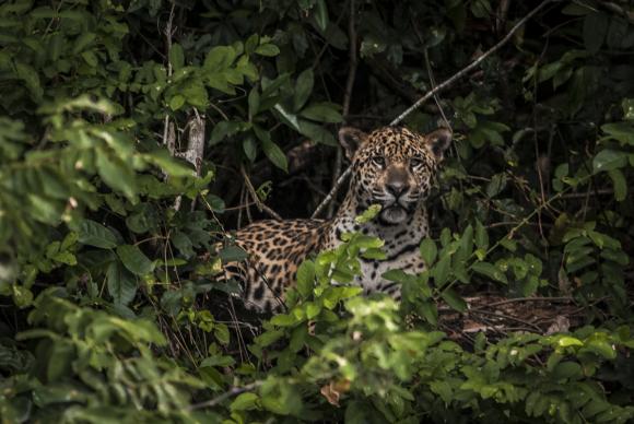 Os vertebrados de grande porte, como onças, lobos-guarás e capivaras, somam 5 milhões de animais atropelados