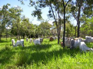 Manejo sustentável em área de preservação