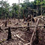 AGU lança programa para regularização de dívidas com o Ibama com descontos de até 50%