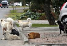 Aprovada suspensão da carteira de motorista de quem abandona animal na rua com uso de veículo