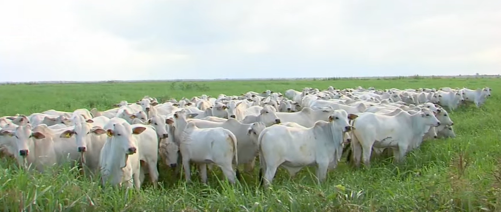 agropecuária MPF pede aumento de pena para pecuarista e condenação de escrevente por fraude contra a Caixa