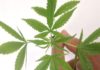 STJ assegura salvo conduto para importação de sementes e cultivo de Cannabis para uso medicinal STF maconha uso pessoal