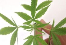 STJ assegura salvo conduto para importação de sementes e cultivo de Cannabis para uso medicinal STF maconha uso pessoal