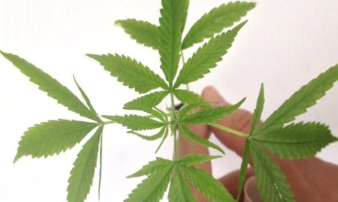 STF maconha uso pessoal