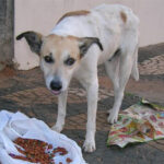 animais abandonados