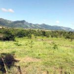 Justiça suspende leilão de pequena propriedade rural dada em garantia por produtor no Tocantins imissão na posse