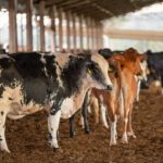 TJMG suspende cobrança de parcelas de crédito rural após produtor comprovar dificuldades na pecuária leiteira transferência de gado