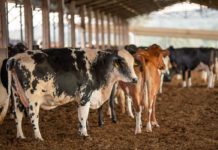 TJMG suspende cobrança de parcelas de crédito rural após produtor comprovar dificuldades na pecuária leiteira transferência de gado