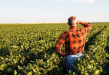 Judiciário contará com dados técnicos para analisar recuperações judiciais do agro