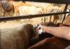 Justiça suspende penhora de pequena propriedade rural e impede remoção de 456 bovinos