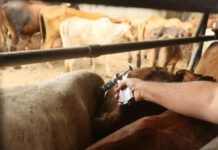 Justiça suspende penhora de pequena propriedade rural e impede remoção de 456 bovinos