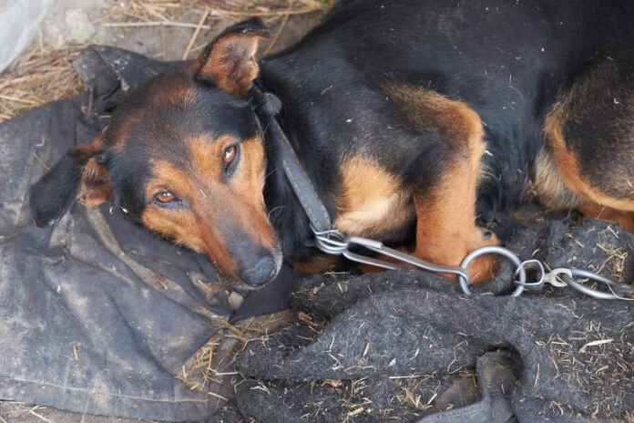 delegacias especializadas em proteção animal