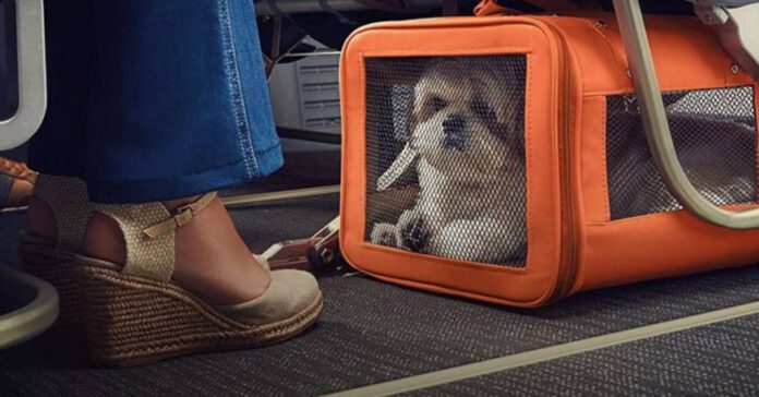 transporte de pets 2