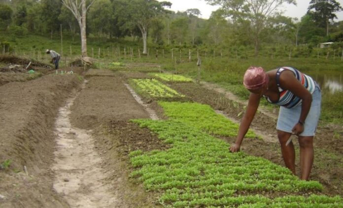 Fazenda Flores-Gregório
