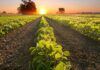 3ª Competição Goiana de Direito do Agronegócio abre inscrições para estudantes de Direito agro Recuperação Judicial Goiás Tocantins