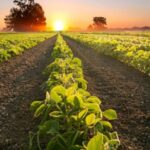 3ª Competição Goiana de Direito do Agronegócio abre inscrições para estudantes de Direito agro Recuperação Judicial Goiás Tocantins