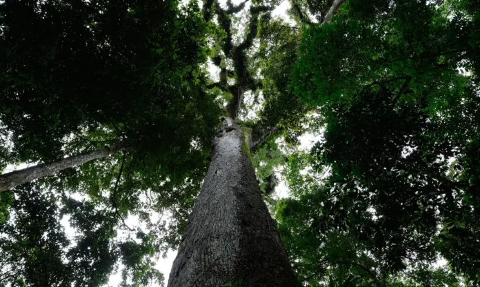 Partidos associações questionam Lei Geral de Licenciamento Ambiental