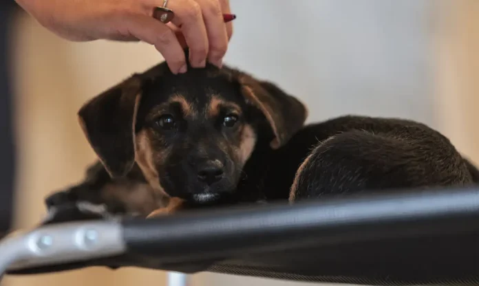 cachorro preto