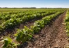 Lei reduz em até 80% ICMS sobre feijão in natura em operações interestaduais em Goiás