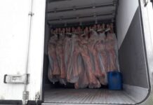 Motorista é condenado por transportar 529 quilos de cocaína escondidos em carga de carne bovina