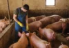 Exposição a agentes biológicos no trabalho rural é hipótese de adicional de insalubridade, decide TRT-GO