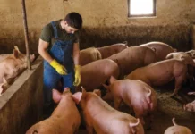 Exposição a agentes biológicos no trabalho rural é hipótese de adicional de insalubridade, decide TRT-GO