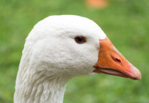 Lei sancionada proíbe produção de alimentos obtidos por meio da alimentação forçada de animais