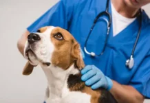 Planos de saúde para pets ampliam mercado e levantam dúvidas sobre cobertura e direitos do consumidor
