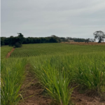 Justiça suspende leilões de pequena propriedade rural dada em alienação fiduciária em Orizona