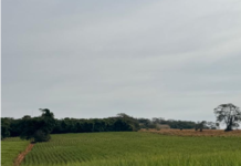 Justiça suspende leilões de pequena propriedade rural dada em alienação fiduciária em Orizona