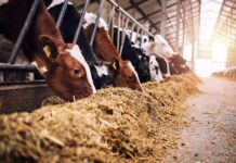 Sancionada lei que amplia os produtos em estoque público para alimentação de rebanhos