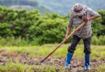 TJGO reconhece impenhorabilidade de imóvel rural de 23,5 hectares e afasta exigência de unicidade patrimonial