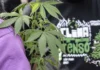 Flagrante por drogas gera mais prisão preventiva do que outros crimes, aponta pesquisa do CNJ