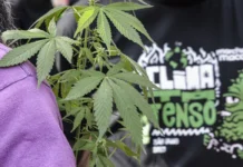 Flagrante por drogas gera mais prisão preventiva do que outros crimes, aponta pesquisa do CNJ