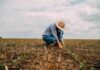 PL prevê justiça gratuita para produtores rurais em renegociação de dívidas e crédito rural